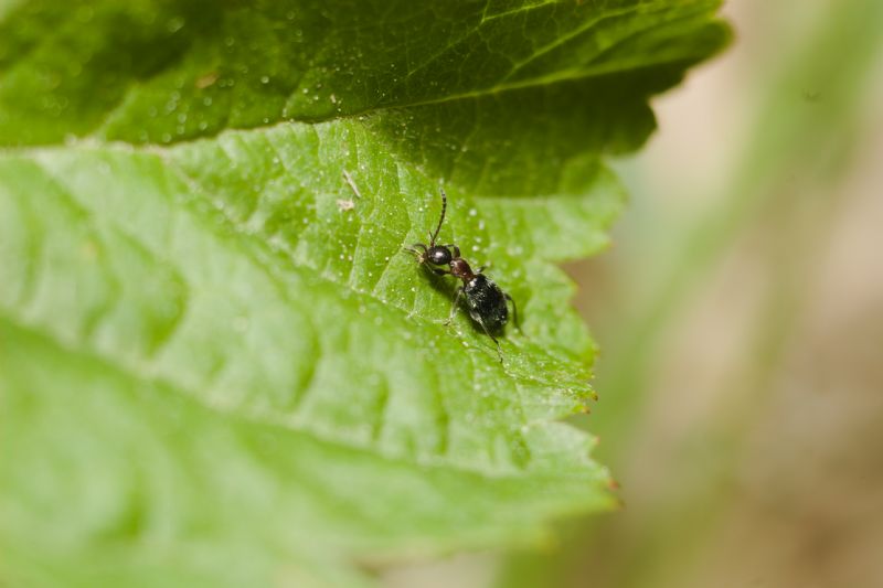 Anthicidae: Anthelephila pedestris
